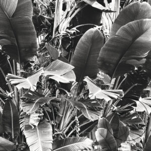 Tropica-III