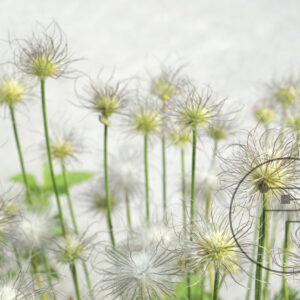 Capelli-I