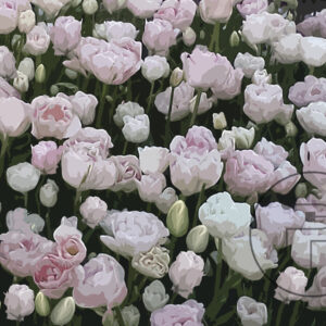 Tulipani-rosa