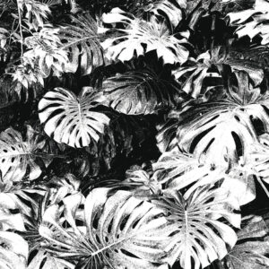 Monstera-IV