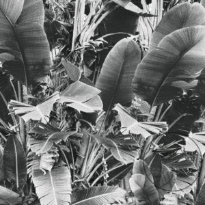 Tropica-IV