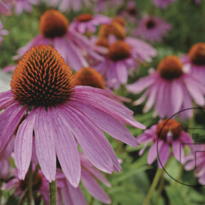 Echinacea-purpurea