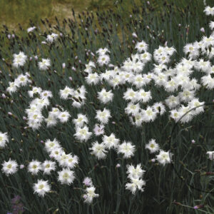 Dianthus-I