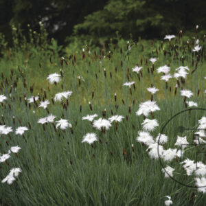 Dianthus-II
