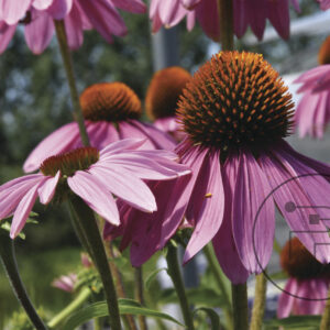 Echinacea-purpurea-I