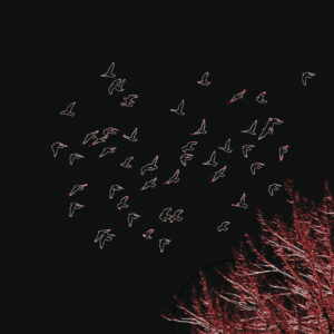 Piccioni-I