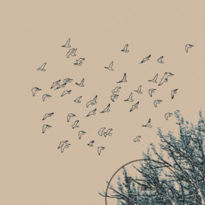 Piccioni-II