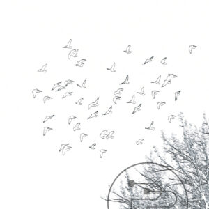 Piccioni-III