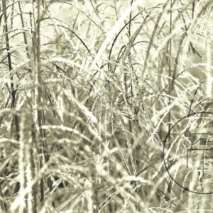 Graminacee-I