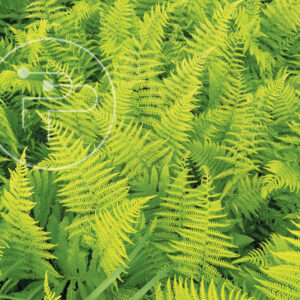 Felce-I